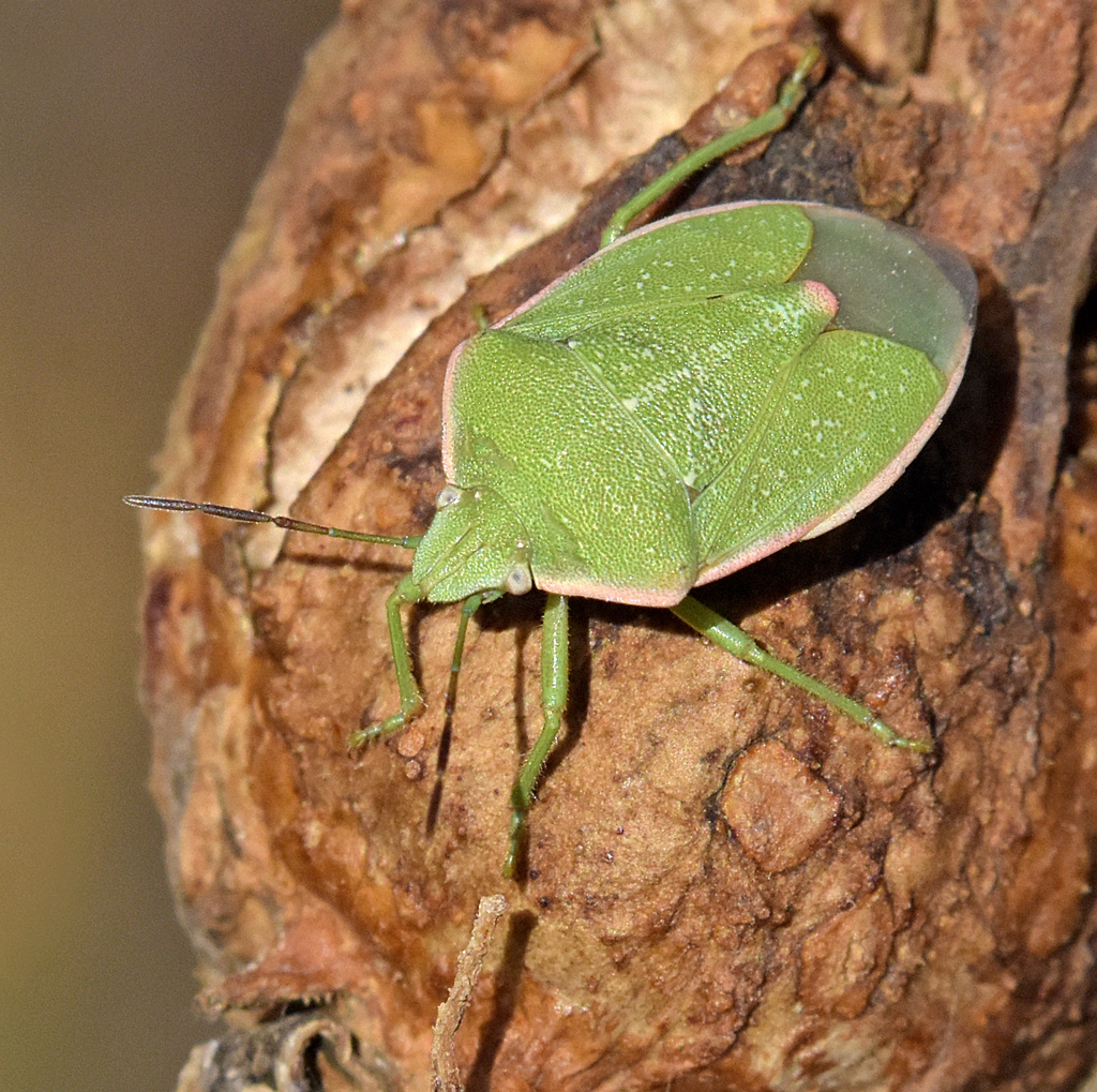 Chlorochroa granulosa
