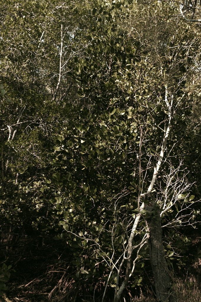 plants from Hervey Bay QLD 4655, Australia on June 16, 2023 at 1217 PM