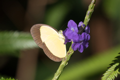 Eurema puella