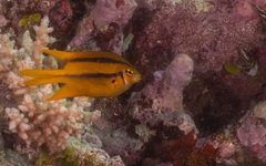 Neoglyphidodon nigroris