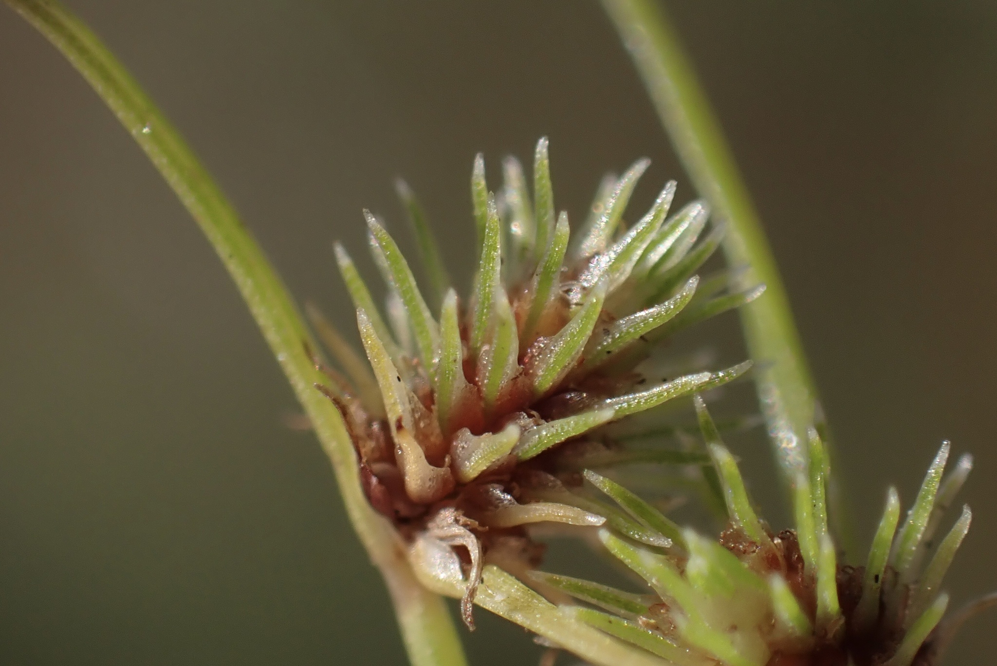 Cyperus hemioccidentalis