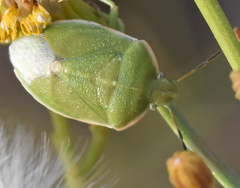 Chlorochroa