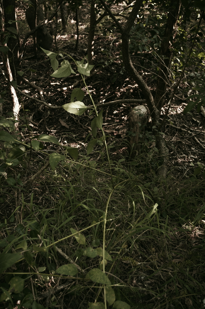 plants from Hervey Bay QLD 4655, Australia on June 16, 2023 at 1232 PM