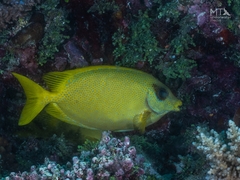 Siganus corallinus
