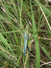 Hesperotettix viridis