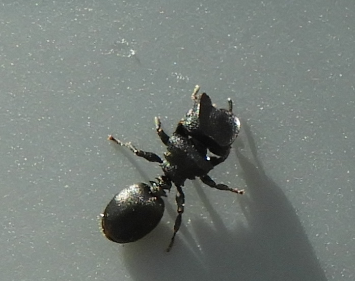 Cephalotes wheeleri