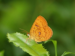 Tetragonus lycaenoides