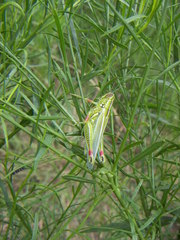 Hesperotettix viridis