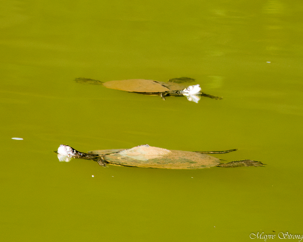 False Map Turtle in June 2023 by Mayve · iNaturalist