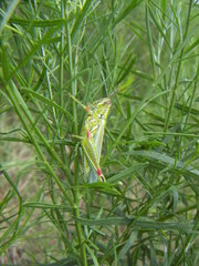 Hesperotettix viridis