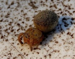 Curicaberis culiacan