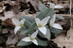 Trillium nivale