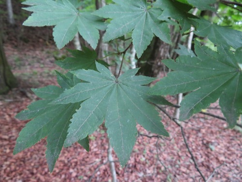 Image of Acer sieboldianum by (c) Marco Mussita, some rights reserved (CC BY)