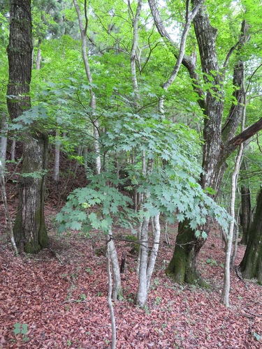 Acer sieboldianum, photograph 4