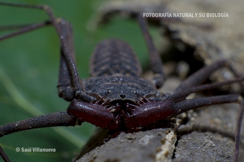 Paraphrynus pococki
