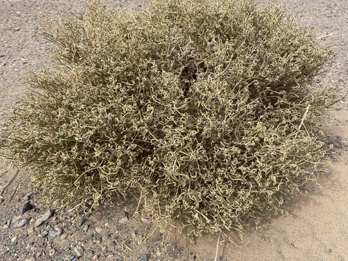 Ephedra przewalskii