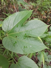 Passiflora platyloba image