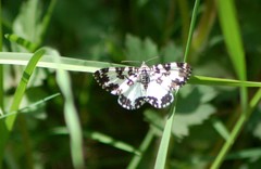 Rheumaptera hastata