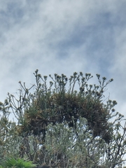 Carlina salicifolia image