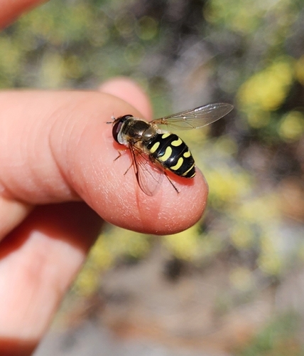 iNaturalist observation photo of Common Loopwing Aphideater