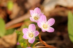 Claytonia