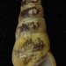 Pleurocera acuta - Photo USGS, sem restrições de direitos de autor conhecidas (domínio público)
