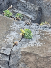 Crithmum maritimum image