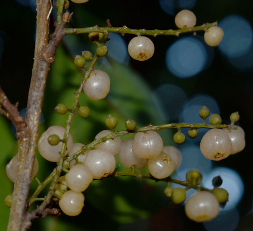 Maesa haplobotrys observed 2023-05-04