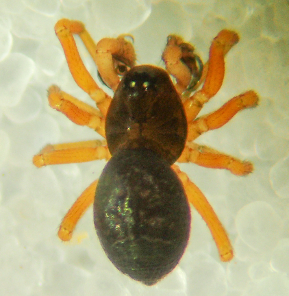 Spirembolus dispar