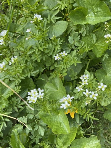 Cardamine amara (Cardamine amara)