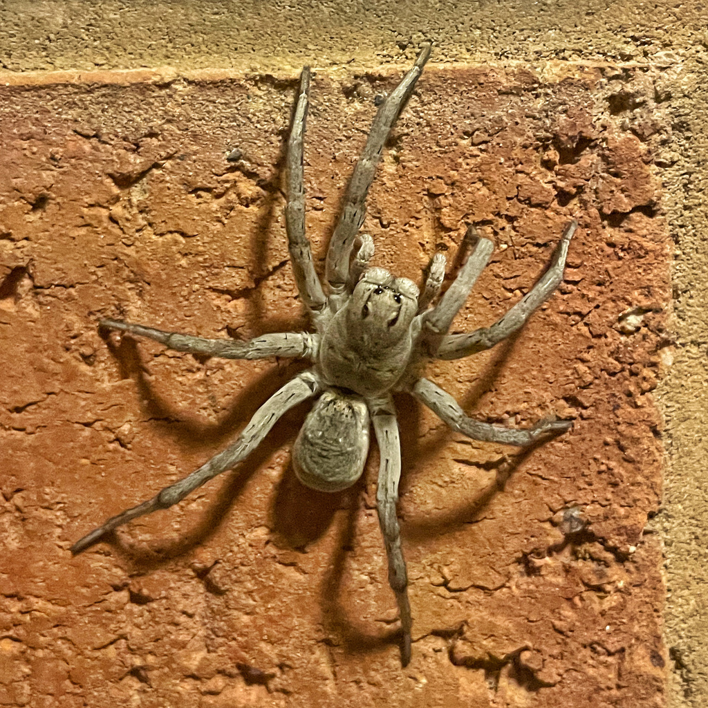 Grey Wolf Spider from Roberts Cr, Smithfield Plains, SA, AU on June 3 ...