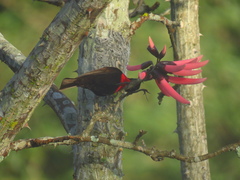 Chalcomitra senegalensis gutturalis