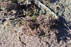 Chorizanthe howellii