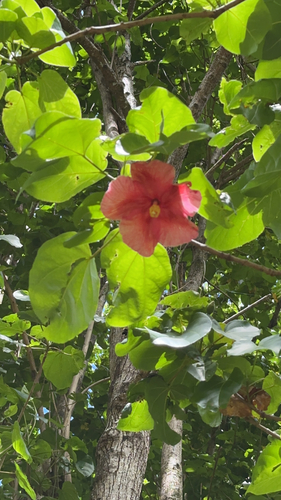Thespesia grandiflora observed 2023-06-17