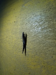 Lymexylidae