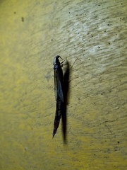 Lymexylidae