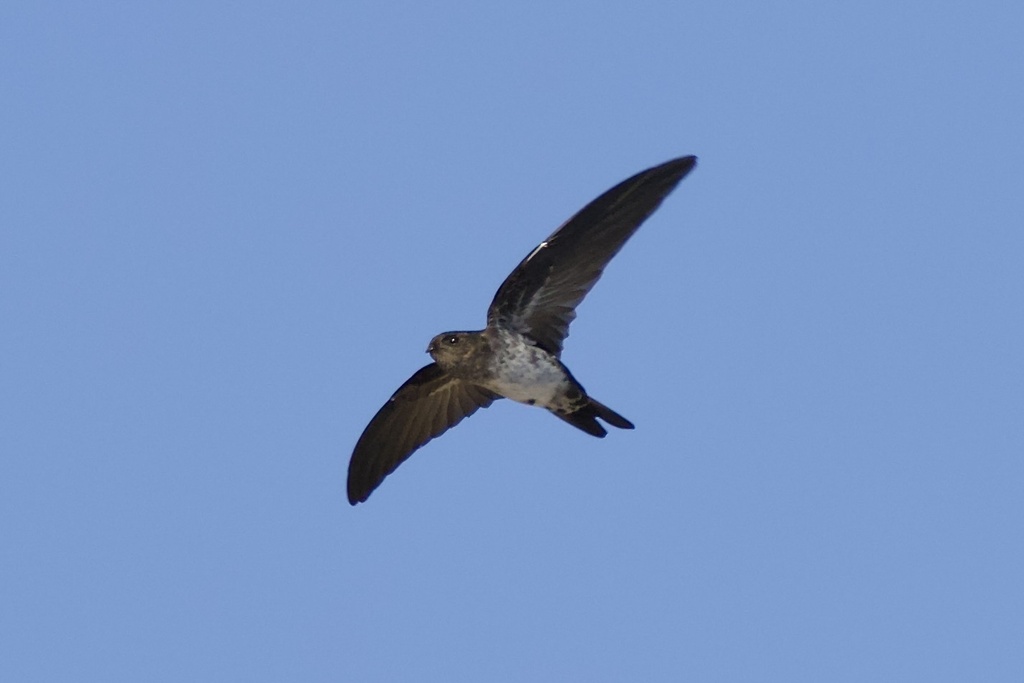 Cave Swiftlet photo