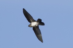 Cave Swiftlet photo 2