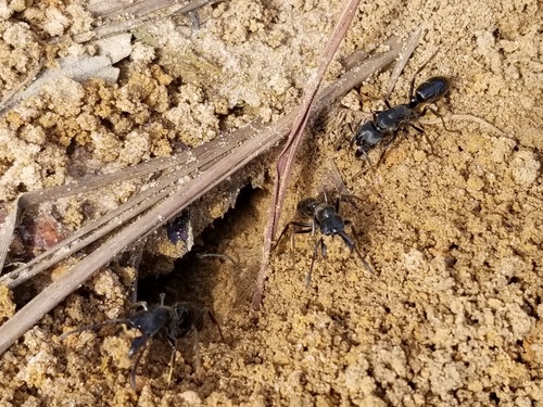African stink ant photo 3