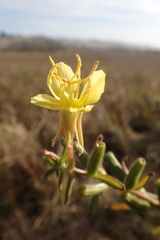 Oenothera wolfii