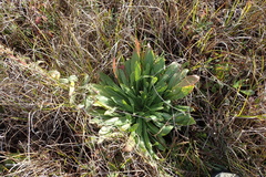 Oenothera wolfii