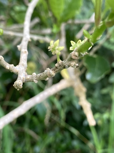 Melicytus ramiflorus