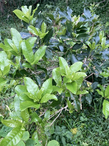 Melicytus ramiflorus