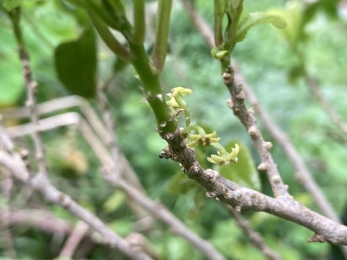 Melicytus ramiflorus