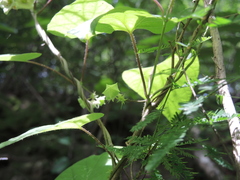 Dictyanthus asper