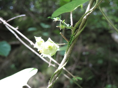 Dictyanthus asper