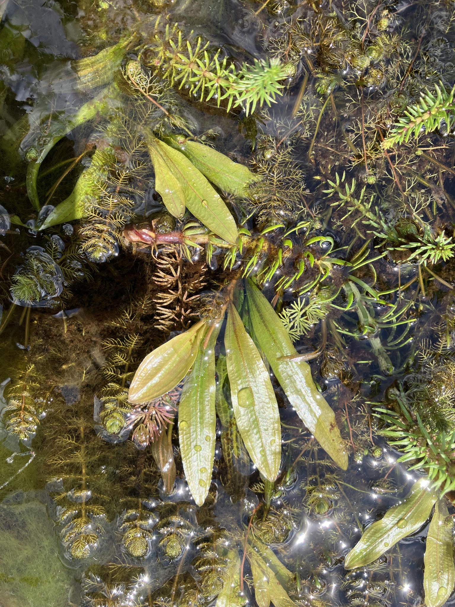 ホソバヒルムシロ ホソバヒルムシロ (Potamogeton alpinus) · iNaturalist