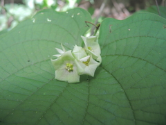 Dictyanthus asper