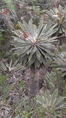 Espeletia corymbosa
