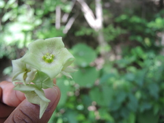 Dictyanthus asper